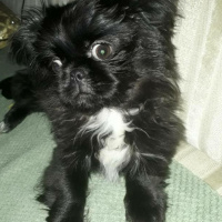 Pekingese, Köpek  Cango fotoğrafı