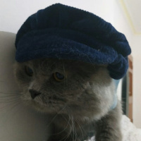 Scottish Fold, Kedi  Duman fotoğrafı
