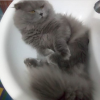 Scottish Fold, Kedi  Duman fotoğrafı