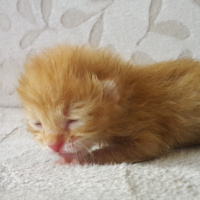 Sarman, Kedi  Balım fotoğrafı
