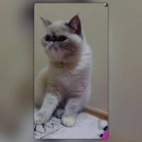 Exotic Shorthair, Kedi  Lidya fotoğrafı