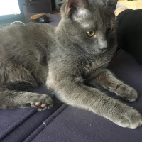 Mavi Rus, Kedi  coker fotoğrafı