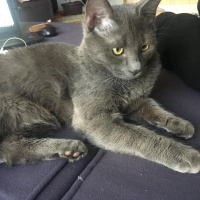 Mavi Rus, Kedi  coker fotoğrafı