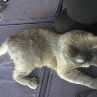 Mavi Rus, Kedi  coker fotoğrafı