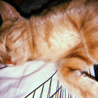 Sarman, Kedi  Mila fotoğrafı