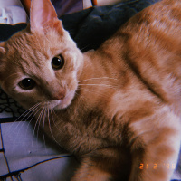 Sarman, Kedi  Mila fotoğrafı