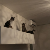 Tekir Kedi, Kedi  Mişel fotoğrafı