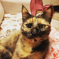 Tekir Kedi, Kedi  Balım fotoğrafı