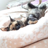 Tekir Kedi, Kedi  Balım fotoğrafı