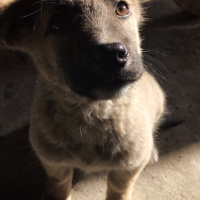 Kangal, Köpek  Asil fotoğrafı