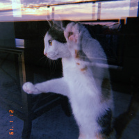 Tekir Kedi, Kedi  Bal fotoğrafı