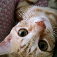 Sarman, Kedi  Sarı fotoğrafı