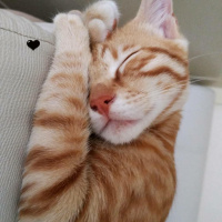 Sarman, Kedi  Sarı fotoğrafı