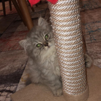 British Shorthair, Kedi  Kırpık fotoğrafı