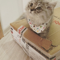 British Shorthair, Kedi  Kırpık fotoğrafı