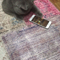 British Shorthair, Kedi  Ares fotoğrafı