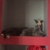 British Shorthair, Kedi  Ares fotoğrafı
