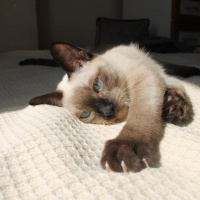 Siyam Kedisi, Kedi  Pera fotoğrafı