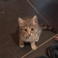 Tekir Kedi, Kedi  Macit fotoğrafı