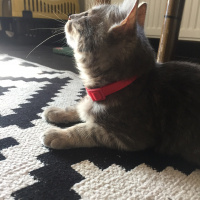 Tekir Kedi, Kedi  Macit fotoğrafı