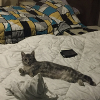 Tekir Kedi, Kedi  Macit fotoğrafı