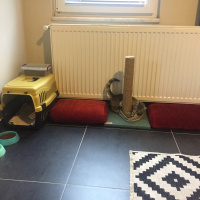 Tekir Kedi, Kedi  Macit fotoğrafı