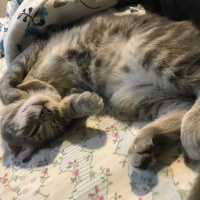 Tekir Kedi, Kedi  Macit fotoğrafı