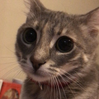 Tekir Kedi, Kedi  Macit fotoğrafı