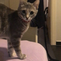 Tekir Kedi, Kedi  Macit fotoğrafı