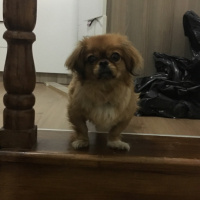 Pekingese, Köpek  Asel fotoğrafı