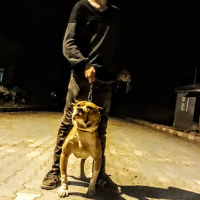 Amerikan Pitbull Terrier, Köpek  Ateş fotoğrafı