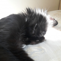 Tiffany/Chantilly, Kedi  Bramios fotoğrafı