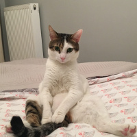 Tekir Kedi, Kedi  Latte fotoğrafı