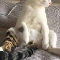 Tekir Kedi, Kedi  Latte fotoğrafı