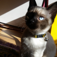 Siyam Kedisi, Kedi  Leonidas fotoğrafı