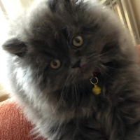 British Shorthair, Kedi  Mia fotoğrafı