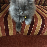 British Shorthair, Kedi  Mia fotoğrafı