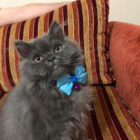British Shorthair, Kedi  Mia fotoğrafı