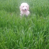 Maltese, Köpek  Paytak fotoğrafı