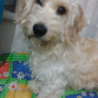 Maltese, Köpek  Paytak fotoğrafı