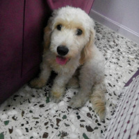 Maltese, Köpek  Paytak fotoğrafı