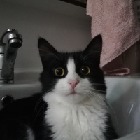 Tuxedo (Smokin) Kedi, Kedi  Şapşik fotoğrafı