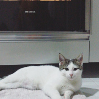 Tekir Kedi, Kedi  Edi ve Büdü fotoğrafı