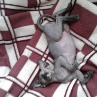 Sphynx, Kedi  Müstesna fotoğrafı