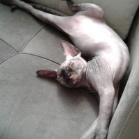 Sphynx, Kedi  Müstesna fotoğrafı