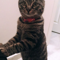 Tekir Kedi, Kedi  Minik fotoğrafı
