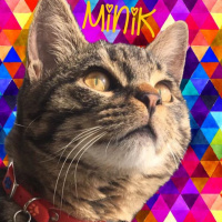 Tekir Kedi, Kedi  Minik fotoğrafı