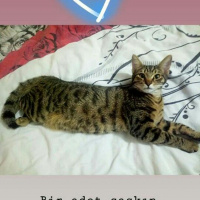 Tekir Kedi, Kedi  Mıncır fotoğrafı
