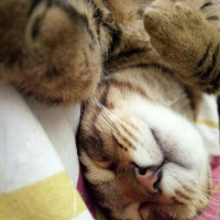 Tekir Kedi, Kedi  Mıncır fotoğrafı