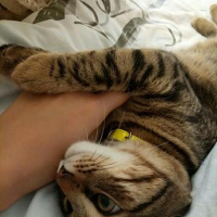 Tekir Kedi, Kedi  Mıncır fotoğrafı